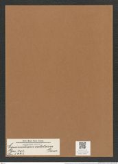 Coscinodiscus entoleion Grun. (de-Toni-Nr.: Genus 202, Species 5022) Zeichnungen Sammlung Grunow Mappe 04827 (Herbarium_W_Grunow_drawings_Folder_04827)